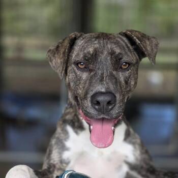 Pit Bull Terrier Dogs Available for Adoption in Wiggins, Mississippi - Cory | PetCurious
