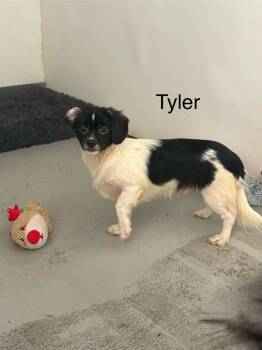 Rescue Papillon and Jack Russell Terrier Dogs for Adoption in Los Angeles, California - Tyler #7026 | PetCurious