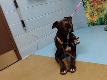 AKUMARU -  Pit Bull Terrier and Great Dane Dog for Adoption in Moreno Valley, California - AKUMARU | PetCurious