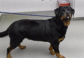 Rottweiler and Mixed Breed Dogs Available for Adoption - ROMEO | PetCurious
