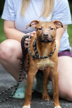 Terrier and Mixed Breed Dogs Available for Adoption in Belleville, Illinois - PEPPERONI | PetCurious