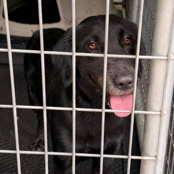 Harper -  Labrador Retriever and Poodle Dog for Adoption in Evensville, Tennessee - Harper | PetCurious