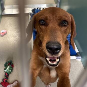 Hound Dogs Available for Adoption - Bucky Barnes | PetCurious
