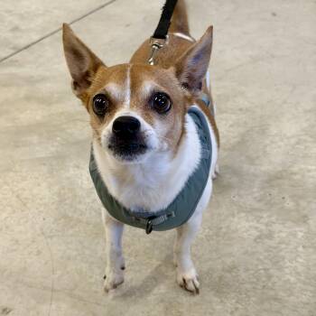 George Micheal -  Chihuahua Dog for Adoption in Shakopee, Minnesota - George Micheal | PetCurious
