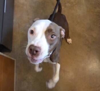 Rescue Mixed Breed Dogs for Adoption in Fallston, Maryland - Celeste | PetCurious