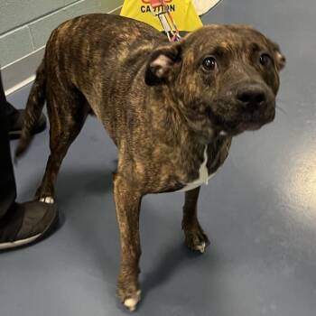 Lola -  Pit Bull Terrier and Mixed Breed Dog for Adoption in Greensboro, North Carolina - Lola | PetCurious