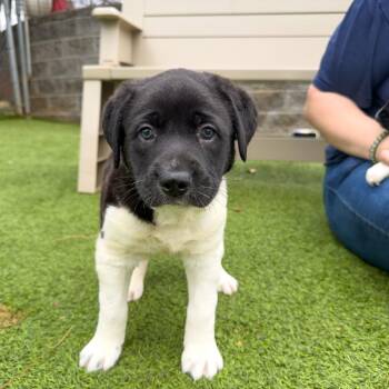 Hound and Mixed Breed Dogs Available for Adoption - Thistle | PetCurious