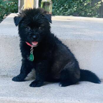 Strudel -  Mixed Breed Dog for Adoption in Buffalo, Minnesota - Strudel | PetCurious