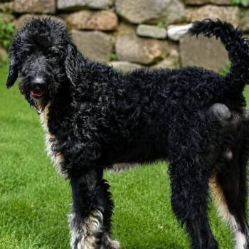 Freddie (20260713-01) -  Labradoodle Dog for Adoption in Niagara Falls, Ontario - Freddie (20260713-01) | PetCurious