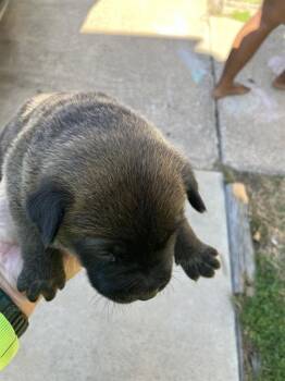 Mixed Breed Dogs Available for Adoption - MONICA | PetCurious