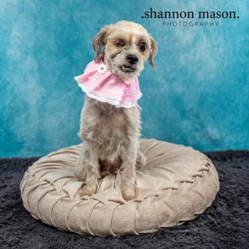 Sunny -  Terrier Dog for Adoption in Las Vegas, Nevada - Sunny | PetCurious