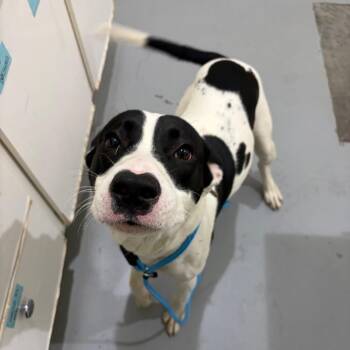 Hart -  Labrador Retriever and Mixed Breed Dog for Adoption in Binghamton, New York - Hart | PetCurious