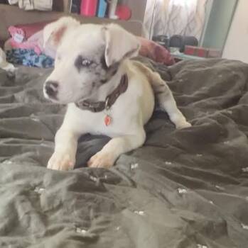 Minnie -  Australian Shepherd Dog for Adoption in Louisville, Kentucky - Minnie | PetCurious