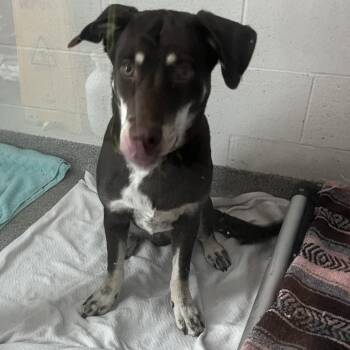 Siberian Husky Dogs Available for Adoption - Cedar | PetCurious