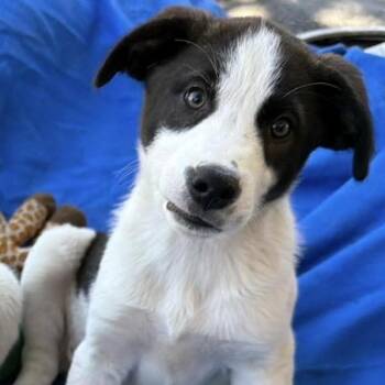Mixed Breed Dogs Available for Adoption in Larkfield-wikiup, California - Baylee | PetCurious