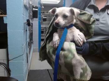 Chihuahua and Mixed Breed Dogs Available for Adoption in Albuquerque, New Mexico - PALOMA | PetCurious