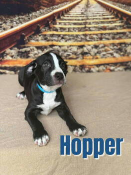 Rescue Terrier Dogs for Adoption in New London, Wisconsin - Hopper | PetCurious