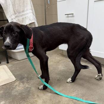 Ceasar -  Black Labrador Retriever and Mixed Breed Dog for Adoption in Madisonville, Kentucky - Ceasar | PetCurious