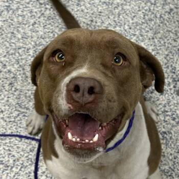 Rescue Pit Bull Terrier and Boxer Dogs for Adoption in Golden, Colorado - Ava | PetCurious