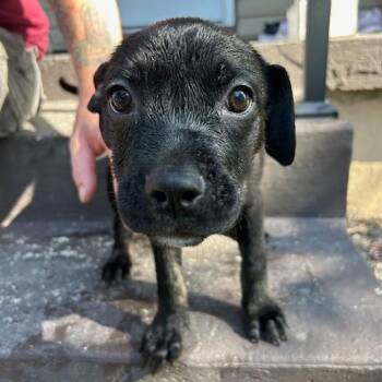 Charlee -  Mixed Breed Dog for Adoption in Dayton, Ohio - Charlee | PetCurious
