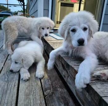 Kat B SAT -  Great Pyrenees Dog Available for Adoption in Quinlan, Texas - Kat B SAT | PetCurious