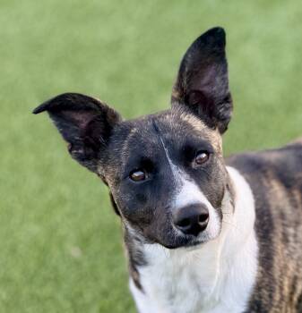 Truffles -  Cardigan Welsh Corgi and Mixed Breed Dog for Adoption in Hondo, Texas - Truffles | PetCurious