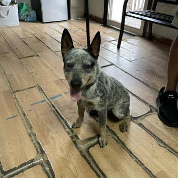 Australian Cattle Dog Blue Heeler Dogs Available for Adoption in Edinburg, Texas - Flaco | PetCurious