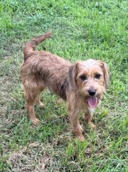 Louisa -  Dachshund and Terrier Dog for Adoption in Baker, Louisiana - Louisa | PetCurious