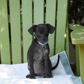 Dachshund and Chihuahua Dogs Available for Adoption in Wake Forest, North Carolina - Outback | PetCurious