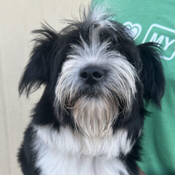 Ace - Local July 10-12 -  Corgi and Shih Tzu Dog for Adoption in Brookshire, Texas - Ace - Local July 10-12 | PetCurious