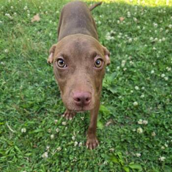 Sporty Spice -  Pit Bull Terrier Dog for Adoption in Waldorf, Maryland - Sporty Spice | PetCurious
