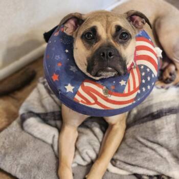 Molly -  Pug and Shepherd Dog for Adoption in Walnutport, Pennsylvania - Molly | PetCurious