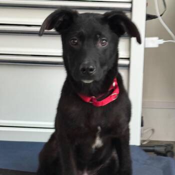 Mixed Breed Dogs Available for Adoption in Southside, Tennessee - Theodore | PetCurious