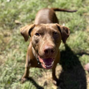 Rescue Labrador Retriever and Pit Bull Terrier Dogs for Adoption in Columbia, South Carolina - Bark Twain | PetCurious