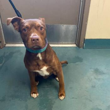 Mixed Breed Dogs Available for Adoption in Memphis, Tennessee - Einstein | PetCurious