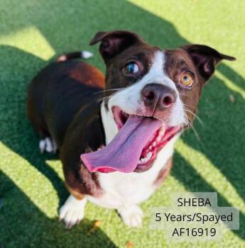 Sheba -  Beagle Dog for Adoption - Sheba | PetCurious