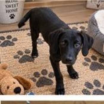 Alex -  Black Labrador Retriever and Terrier Dog for Adoption in Tampa, Florida - Alex | PetCurious