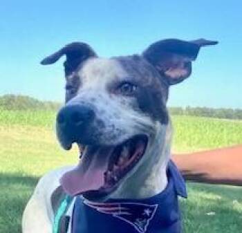 Splash Sunbeam -  Boxer and Labrador Retriever Dog for Adoption in Andover, Massachusetts - Splash Sunbeam | PetCurious