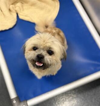 Mixed Breed Dogs Available for Adoption - BUD | PetCurious