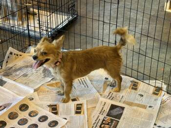 Roxie -  Pomapoo and Pomeranian Dog for Adoption in Fresno, California - Roxie | PetCurious