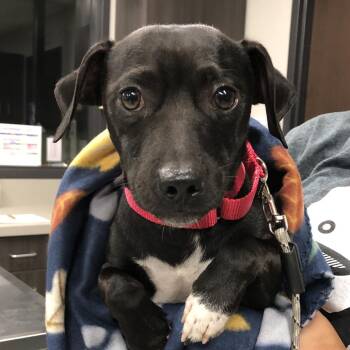 OPAC6838/Slinky -  Mixed Breed Dog for Adoption in Oak Park, Illinois - OPAC6838/Slinky | PetCurious