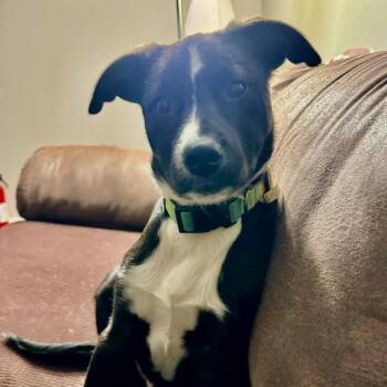 Labrador Retriever and Catahoula Leopard Dog Dogs Available for Adoption in Stormville, New York - CT Basil (courtsey Post - Located In Amston) | PetCurious