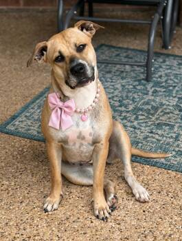 Grace -  Black Mouth Cur and American Staffordshire Terrier Dog for Adoption in Mansfield, Texas - Grace | PetCurious