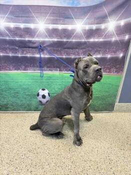THOR -  Cane Corso Dog for Adoption in Doral, Florida - THOR | PetCurious
