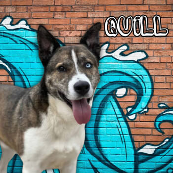 Rescue Akita Dogs for Adoption in Kansas City, Missouri - Quill(iam) | PetCurious