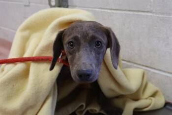 VERMONT -  Mixed Breed Dog Available for Adoption in Columbia, South Carolina - VERMONT | PetCurious