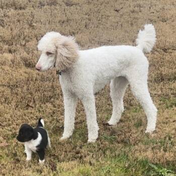 Standard Poodle Dogs Available for Adoption - Baylor | PetCurious