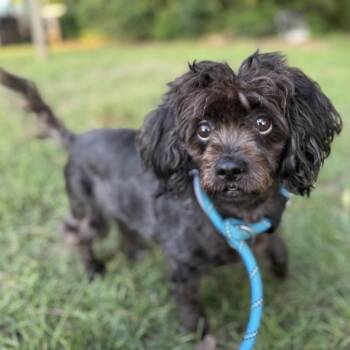 Elsa Louise -  Shih Tzu and Poodle Dog for Adoption in Houston, Texas - Elsa Louise | PetCurious