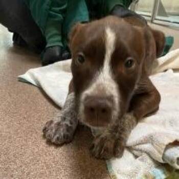 Mac N Cheese -  Mixed Breed Dog for Adoption in Murray, Utah - Mac N Cheese | PetCurious