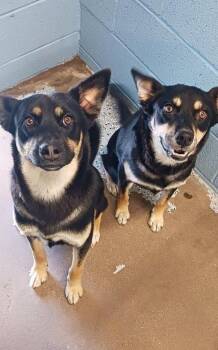 Jan and Marcia -  Australian Kelpie Dog for Adoption in Benson, Arizona - Jan And Marcia | PetCurious